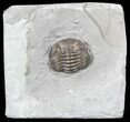 Wide, Partial Eldredgeops Trilobite - Ohio #55461-4